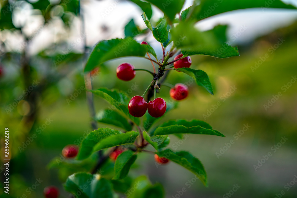 cherry fruit on tree, late spring, morning