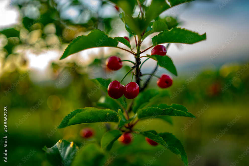 cherry fruit on tree, late spring, morning