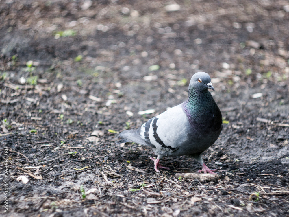 Fototapeta premium dove