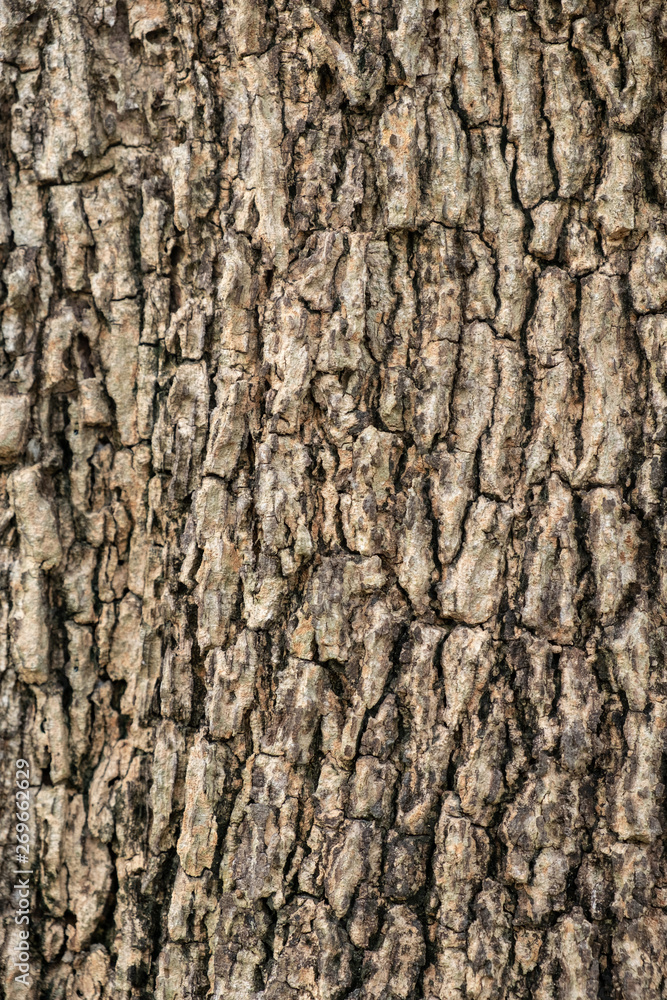 Old wood tree bark texture background Old wood tree bark texture background