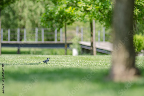 bird walks in the park