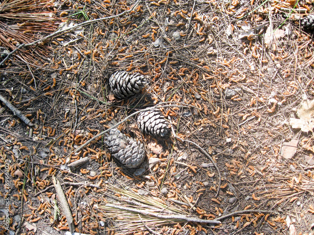 the earth covered with pine needles and cones the earth covered with pine needles and cones