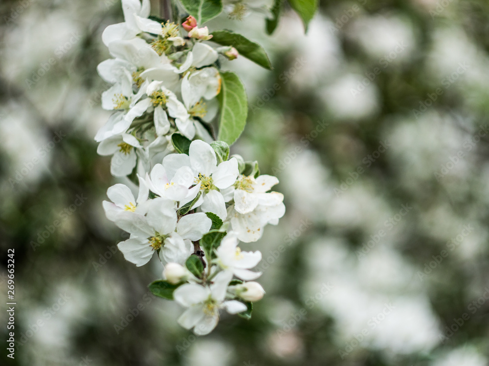 Obraz premium blossom