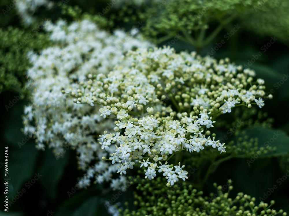 flower flower