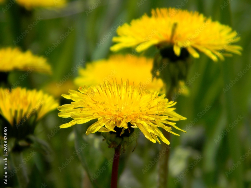 yellow dandelions. Young grass. Spring field yellow dandelions. Young grass. Spring field
