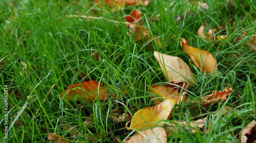 autumn leaves on green grass