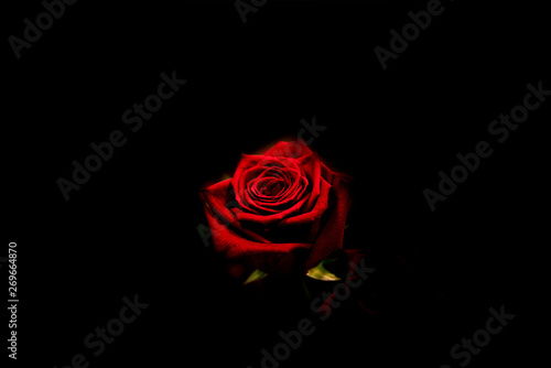 Fototapeta Naklejka Na Ścianę i Meble -  Red Rose Shines from the Shadow
