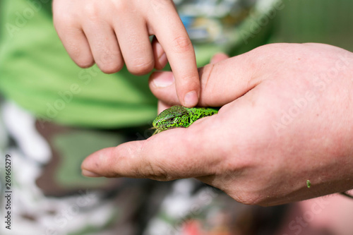 Green lizard in the hand of an adult man. The child touches the finger to the reptile. Nature in the summer. Lifestyle. Close-up