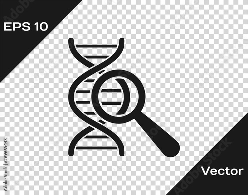 Grey DNA research, search icon isolated on transparent background. Magnifying glass and dna chain. Genetic engineering, cloning, paternity testing. Vector Illustration