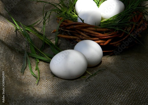 White chicken eggs in basket or nest on burlap background. Grass. County concept