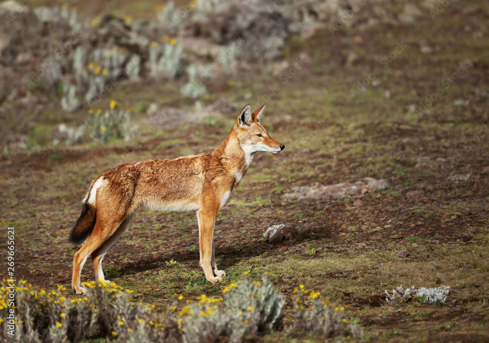 Close up of endangered Ethiopian wolf Close up of endangered Ethiopian wolf