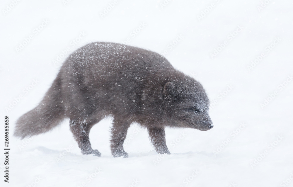 Obraz premium Arctic fox in the falling snow