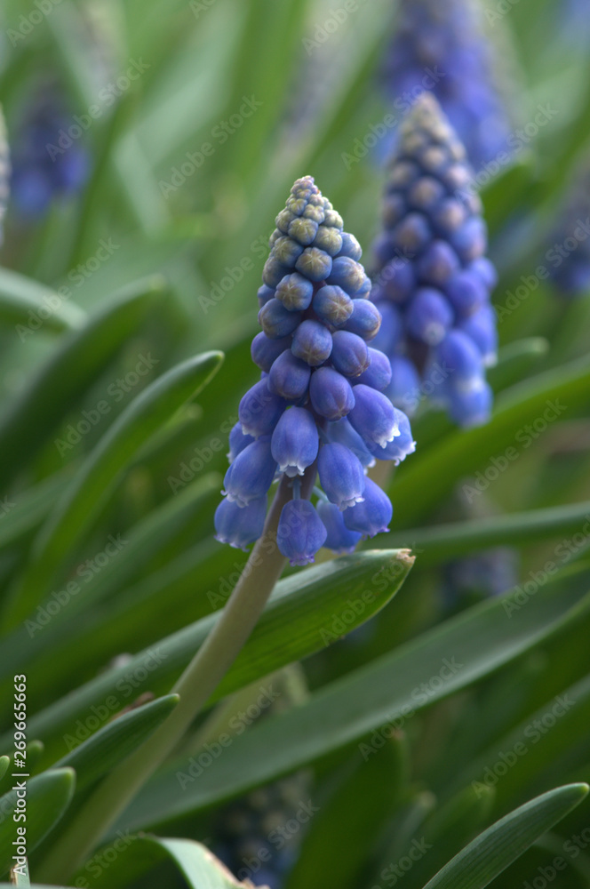 blue flower