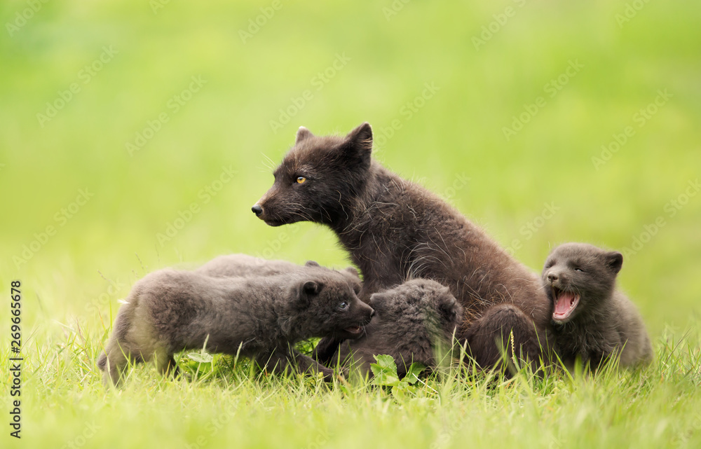 Fototapeta premium Arctic fox mum with playful cubs