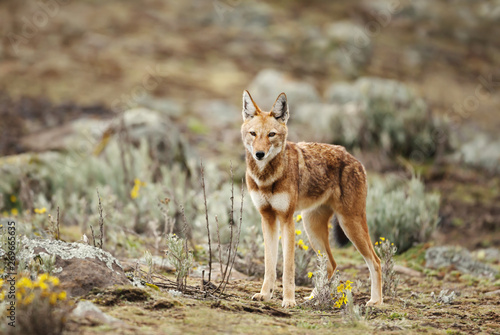 Close up of endangered Ethiopian wolf photo
