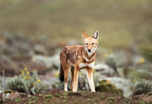 Close up of endangered Ethiopian wolf photo