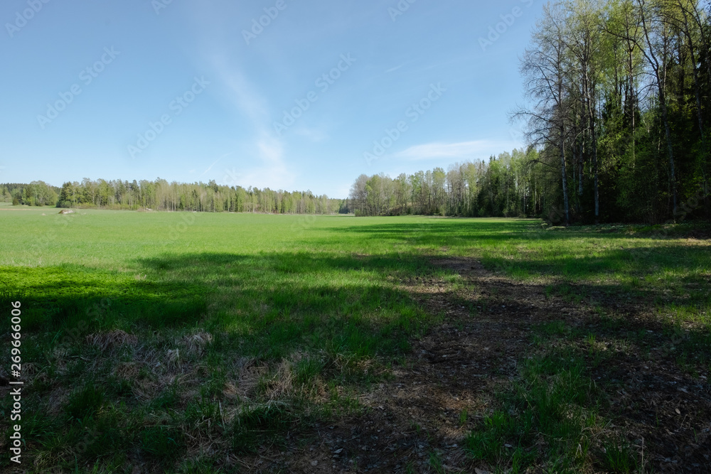 Fototapeta premium trees in a field