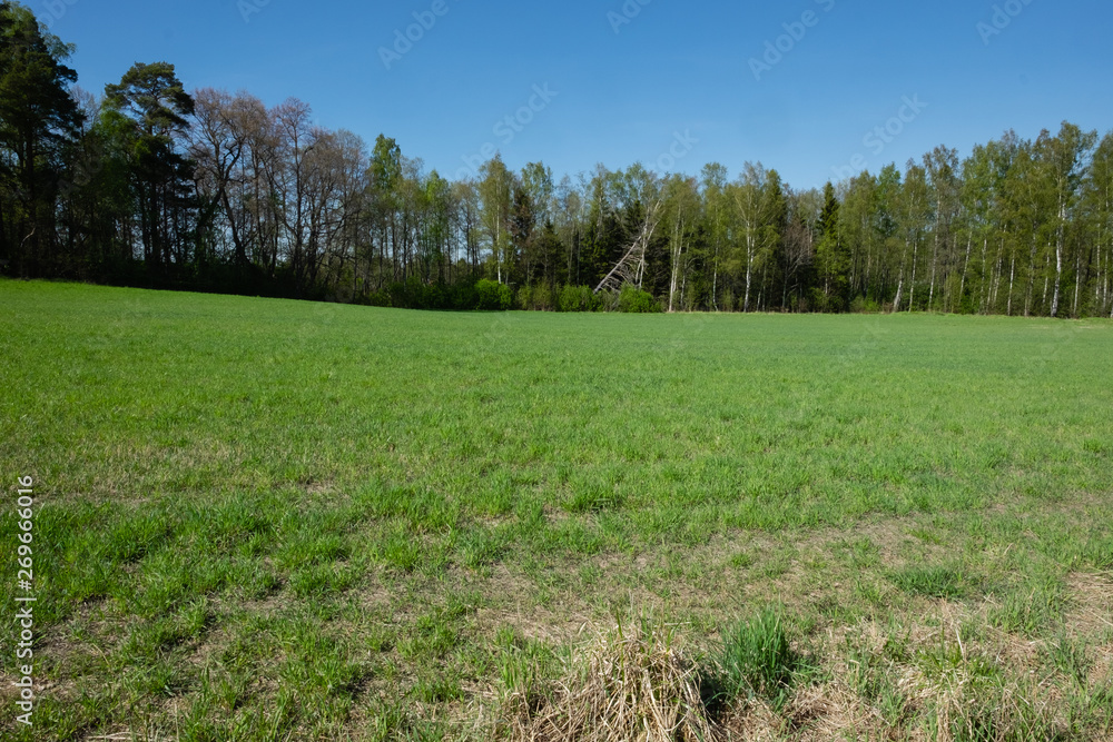 Fototapeta premium trees in a field