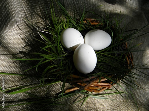 White chicken eggs in basket or nest on burlap background. Grass. County concept