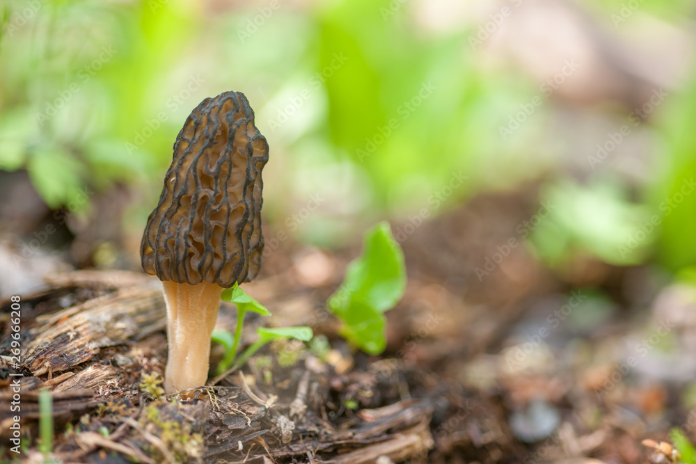 Morel in its Habitat Morel in its Habitat
