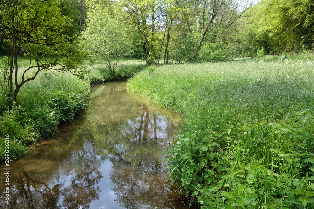 Bach in natürlicher Umgebung