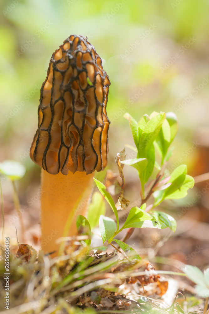 Morning Sun Morel - Morchella elata Morning Sun Morel - Morchella elata