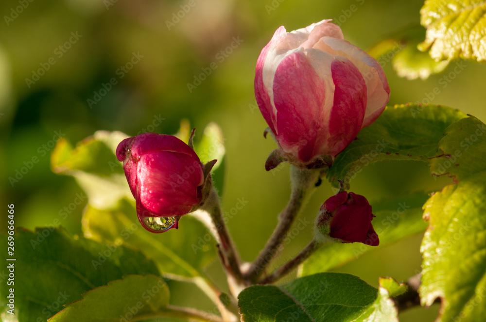 pink apple tree bud in a fruit garden covered with sun and rain drop. close up photo. pink apple tree bud in a fruit garden covered with sun and rain drop. close up photo.