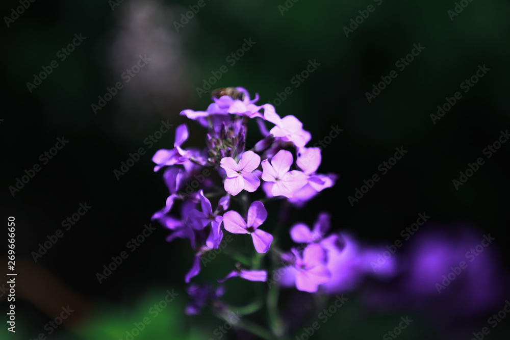 Purple Flowers in Wuling Mountain of Beijing Purple Flowers in Wuling Mountain of Beijing