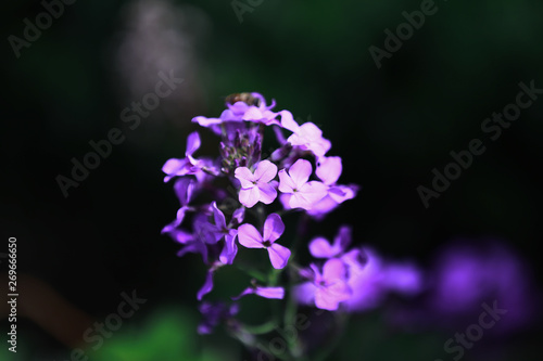 Purple Flowers in Wuling Mountain of Beijing