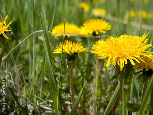 yellow dandelions. Young grass. Spring field