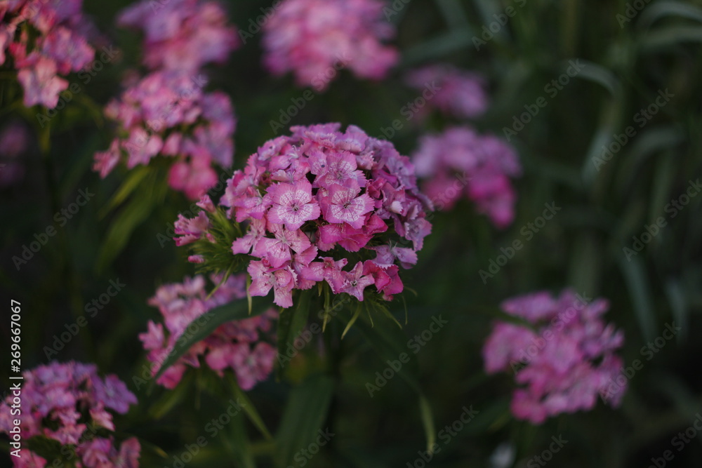 purple flowers in the garden nature purple flowers in the garden nature