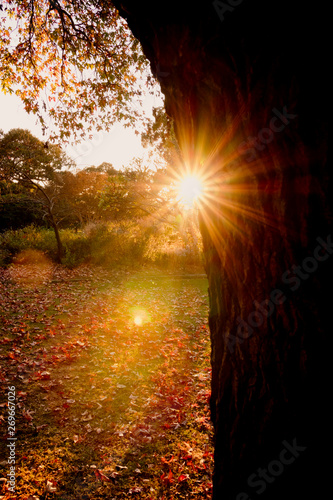 Early morning sun bursts through the leaves of a colorful tree in a city park in Autumn. Sydney.
