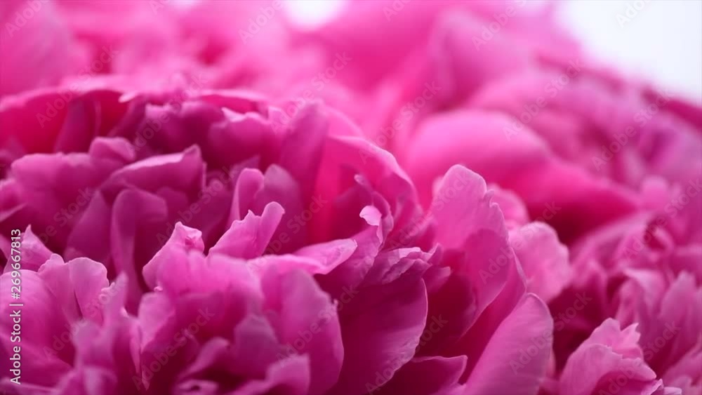 Beautiful pink peony bouquet background. Blooming peony or roses flowers spin around, close-up. 4K UHD video footage. 3840X2160 Beautiful pink peony bouquet background. Blooming peony or roses flowers spin around, close-up. 4K UHD video footage. 3840X2160