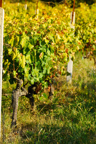 Vineyard in Greek province