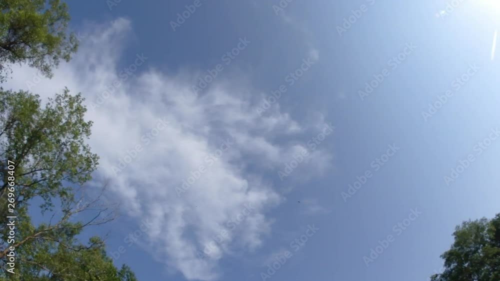 Beautiful tree and blue sky background in summer,Freedom concept. Beautiful tree and blue sky background in summer,Freedom concept.