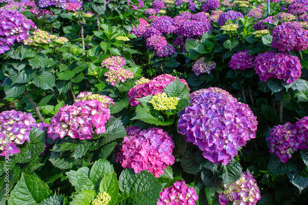purple Hydrangea, Ajisai flowers in the garden purple Hydrangea, Ajisai flowers in the garden