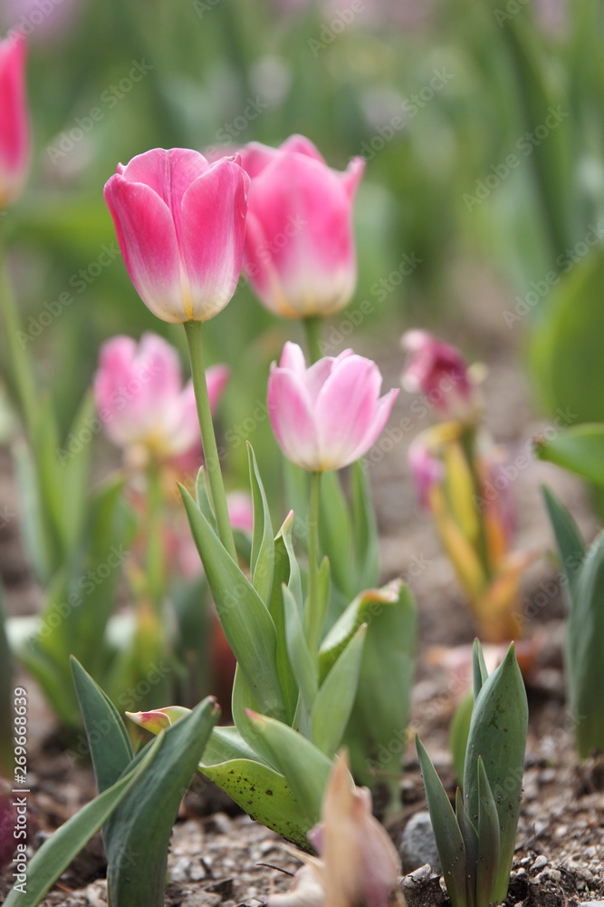 Naklejka premium Tulip
