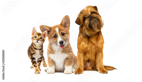 cute kitten and dog together isolated © Happy monkey