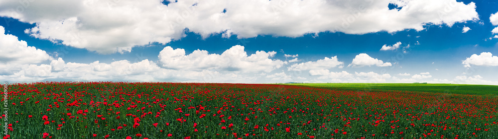Field with blooming red poppies in the shade of clouds