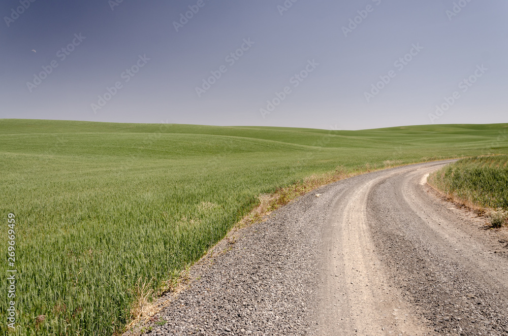 gravel road turning with wheat fields on each side gravel road turning with wheat fields on each side