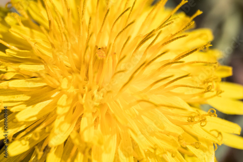 Yellow dandelion taraxacum flower full of details