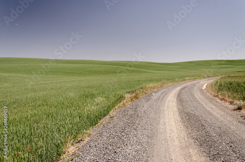 gravel road turning with wheat fields on each side