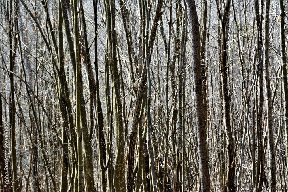 Obraz premium deciduous forest in winter