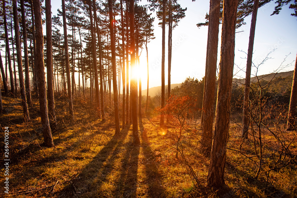 Obraz premium sunset in the forest