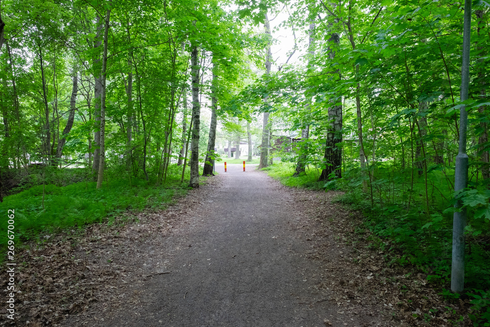 Obraz premium road in the forest