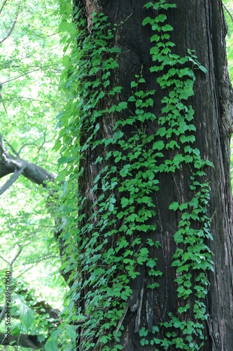 蔦の這う大木