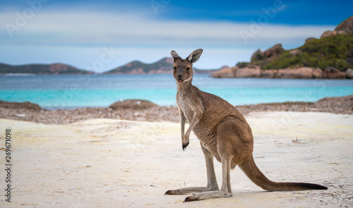 Kangaroo at Lucky Bay in the Cape Le Grand National Park photo
