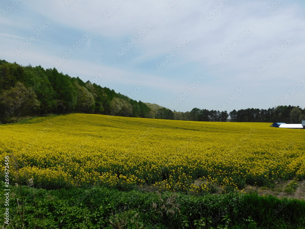 Obraz premium 春の畑