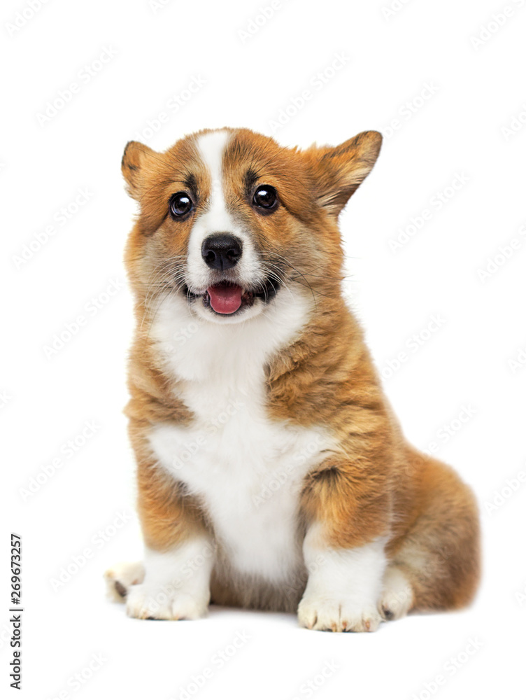 welsh corgi puppy funny face on a white background