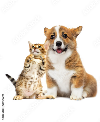 funny face of a puppy and kitten